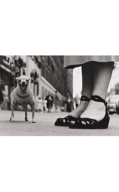 Elliott Erwitt, Untitled (Chihuahua New York City), 1946 Elliott Erwitt, Untitled (Chihuahua New York City), 1946
