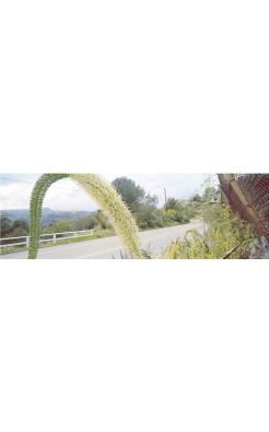 Mulholland near Runyon Canyon, Karen Halverson, 1991