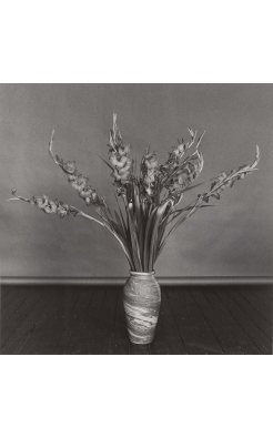 Robert Mapplethorpe, Gladioli, 1979 Robert Mapplethorpe, Gladioli, 1979