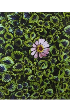 Steve McCurry, Monsoon Flower, 2007 Steve McCurry, Monsoon Flower, 2007
