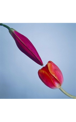 Tyler Shields, Pollination, 2019 Tyler Shields, Pollination, 2019